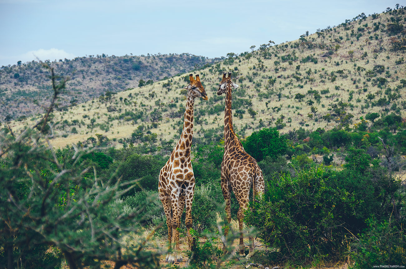 pilanesberg_giraffes_001