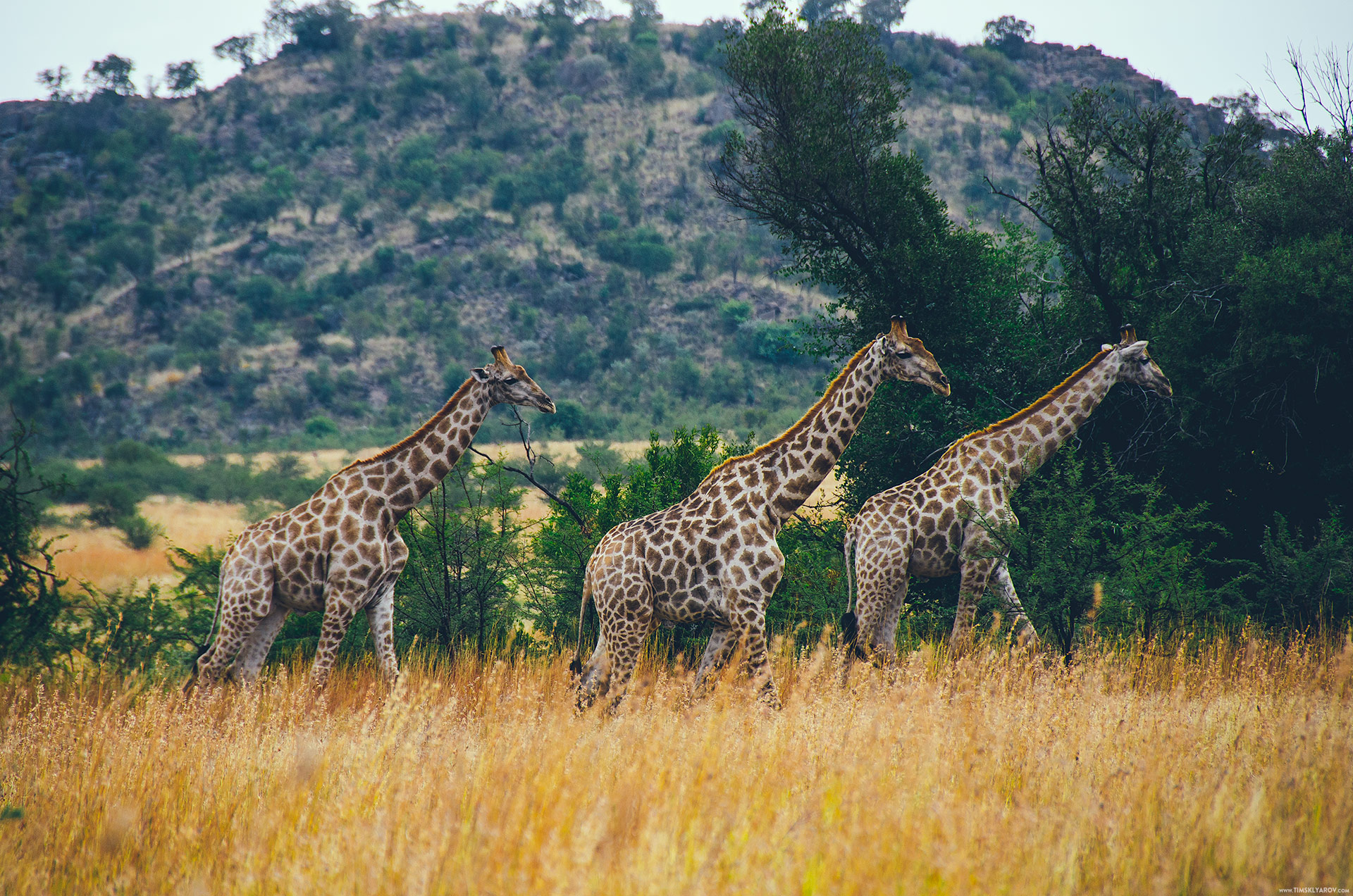 pilanesberg_giraffes_002