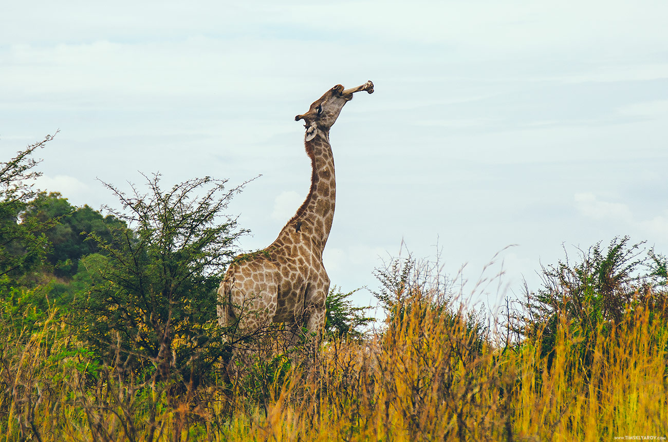 pilanesberg_giraffes_003