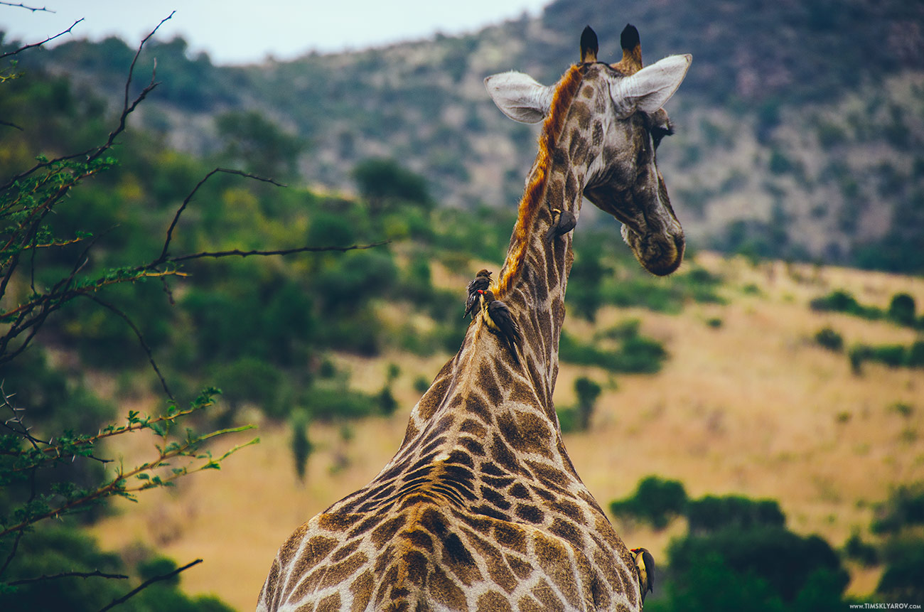 pilanesberg_giraffes_005