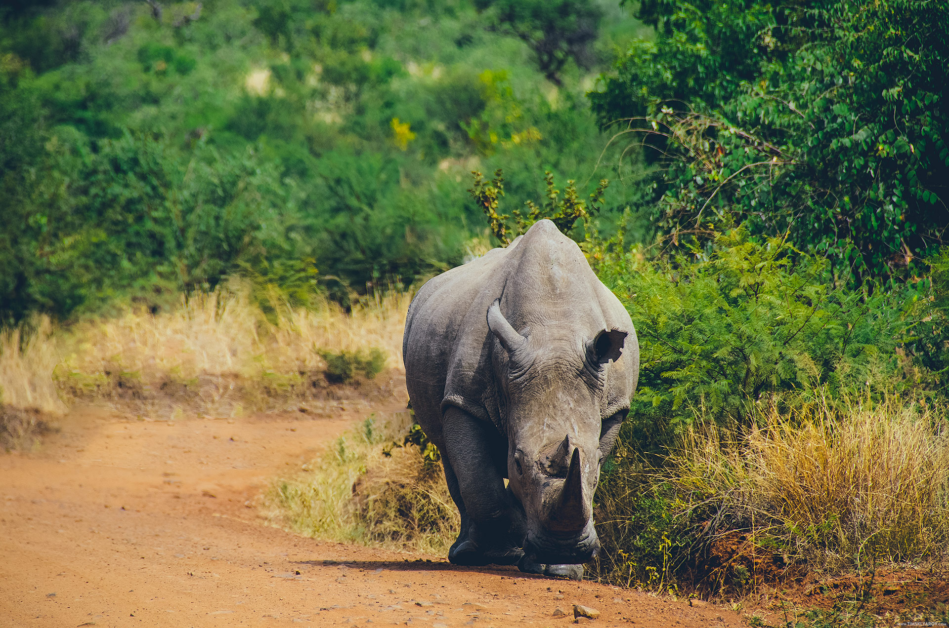 pilanesberg_rhinos_002