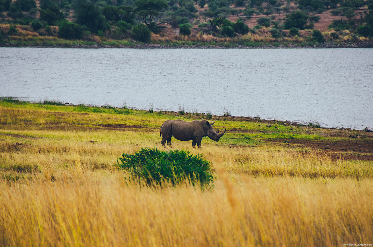 pilanesberg_rhinos_003